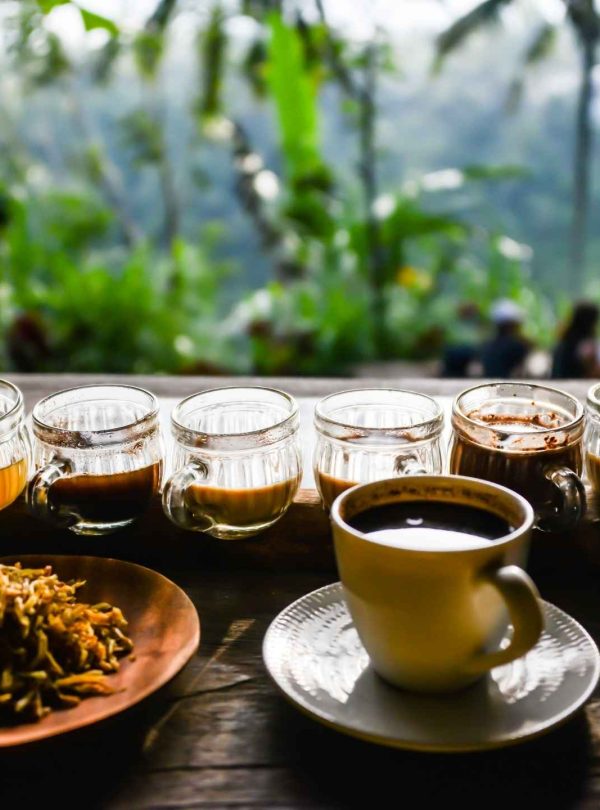 Kopi Luwak Taster, Coffee Luwak Plantation, kopi luwak