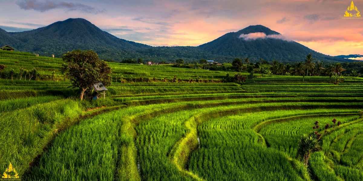 Jatiluwih Rice Terrace