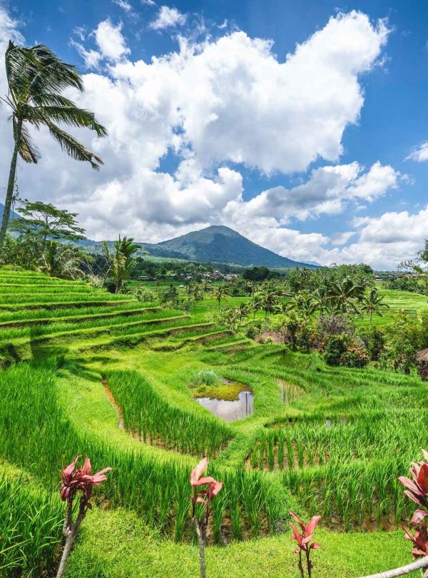 Jatiluwih World Heritage Rice Terrace, Bali Jatiluwih Tour