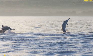 Lovina Dolphin Show