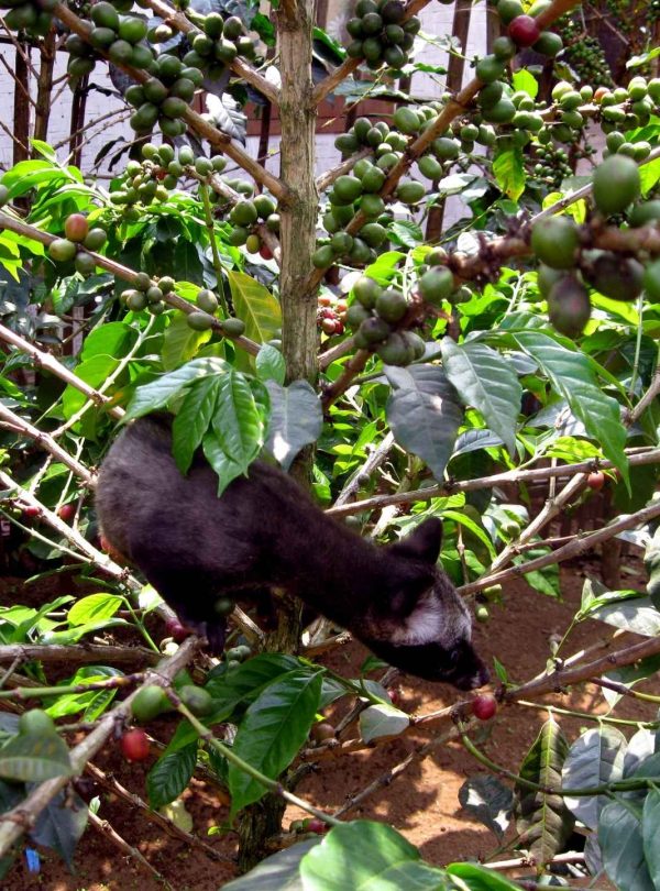Luwak Coffee Plantation, kop[i luwak, coffee plantation