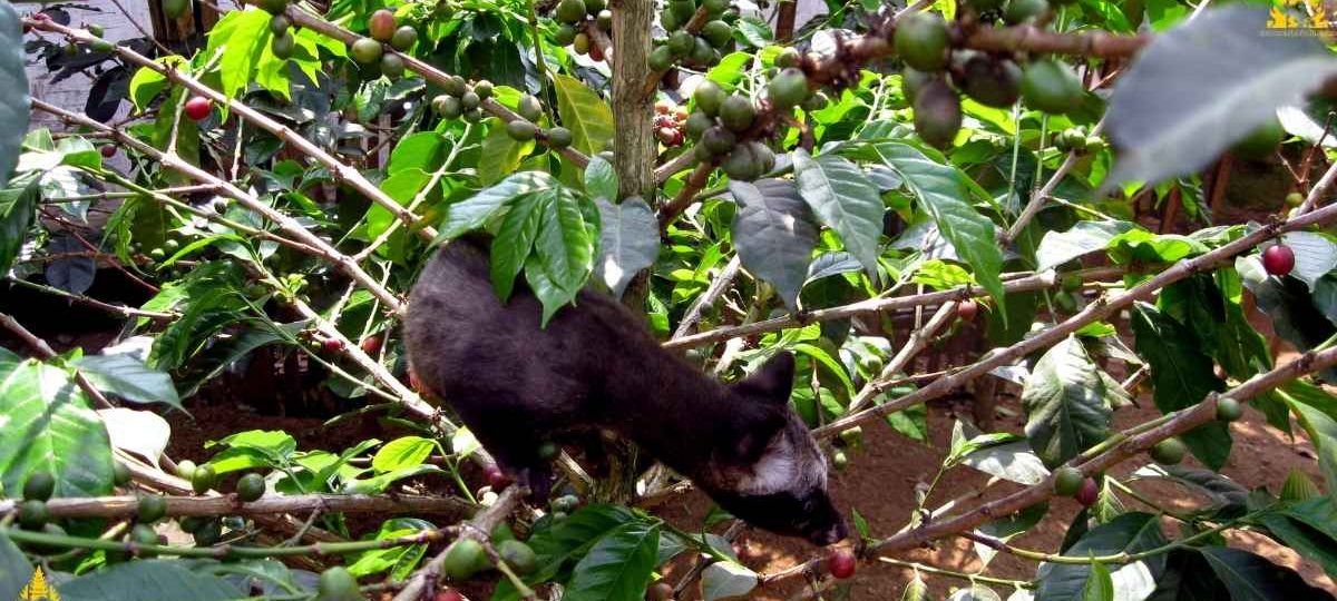 Luwak Coffee Plantation