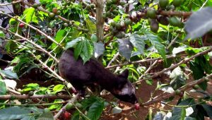 Luwak Coffee Plantation
