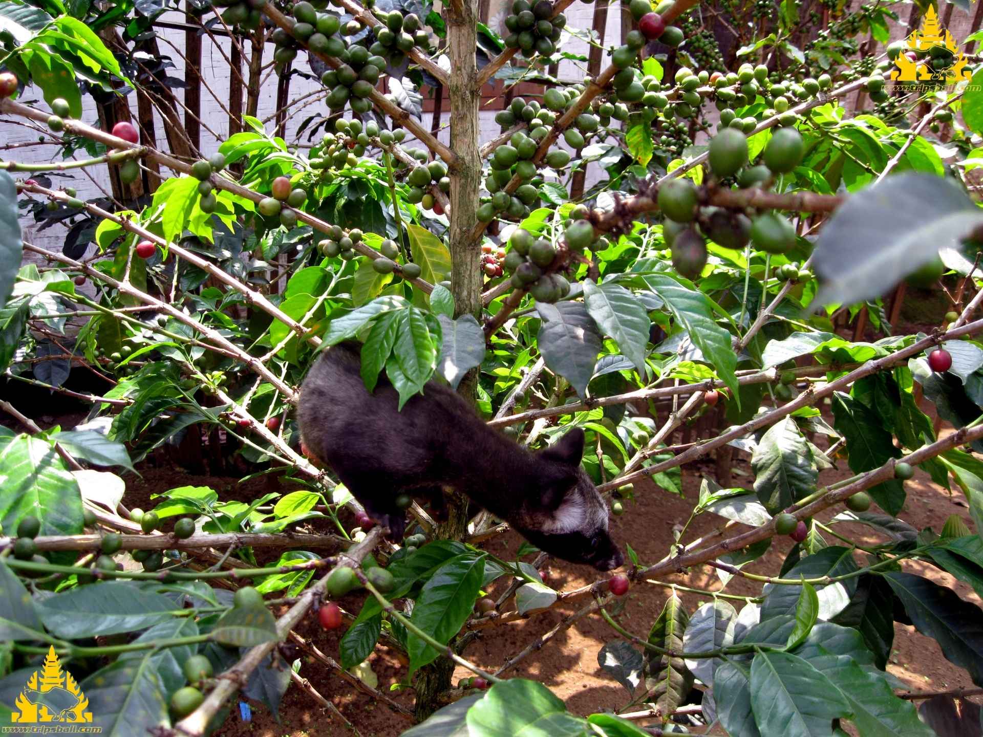 Luwak Coffee Plantation, kop[i luwak, coffee plantation
